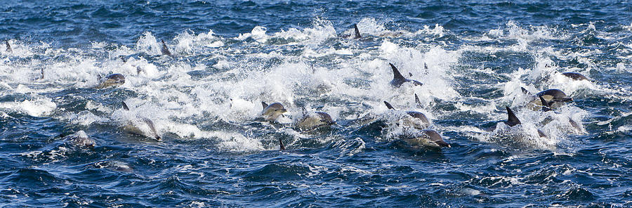 Long-beaked Common Dolphins #3 Photograph by M. Watson