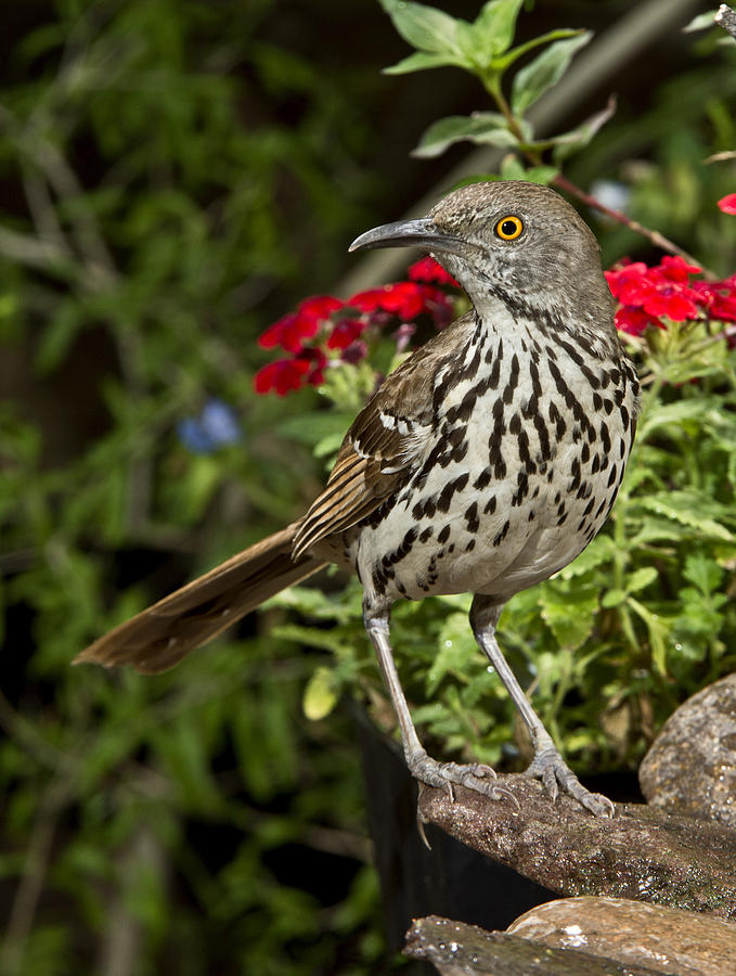 Long-billed Thrasher Photograph By Anthony Mercieca - Fine Art America