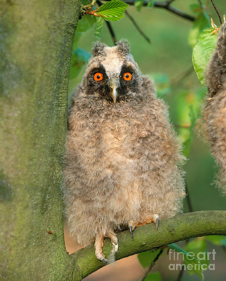 Long Eared Owl #5 Photograph by Hans Reinhard
