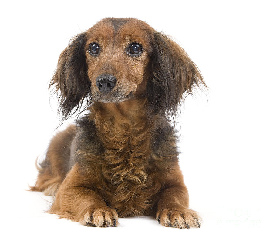 Long-haired Dachshund #5 Photograph by Jean-Michel Labat