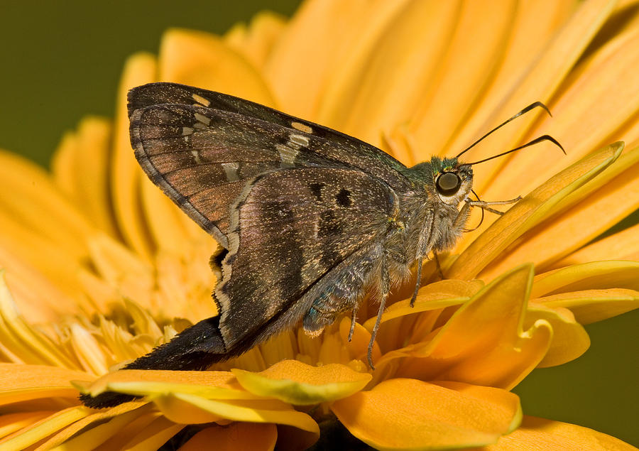 long tailed skipper