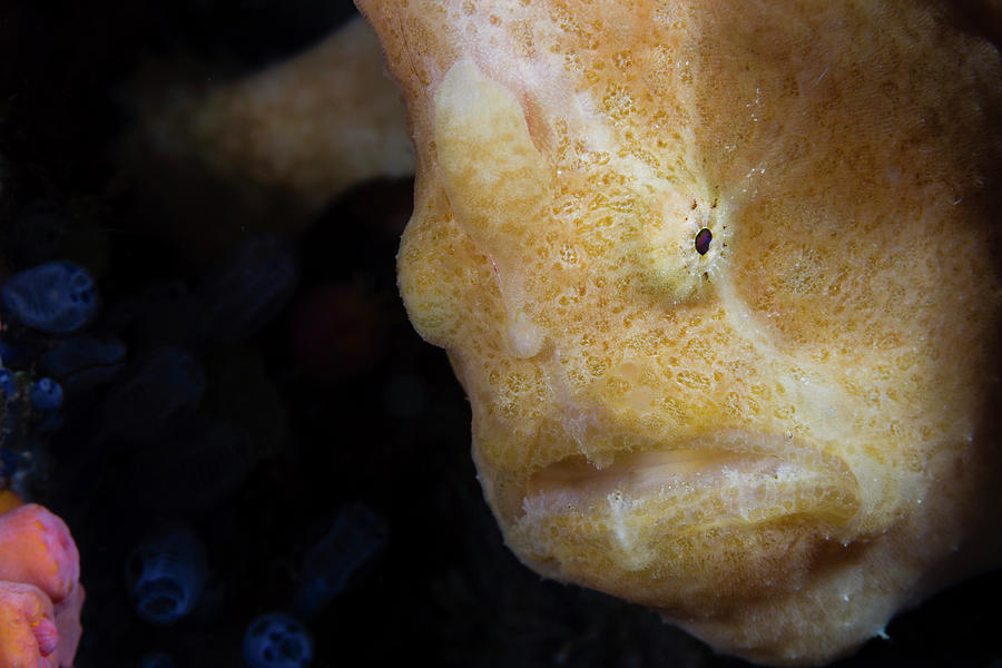Longlure Frogfish, Anilao, Philippines #3 Photograph by Alessandro Cere