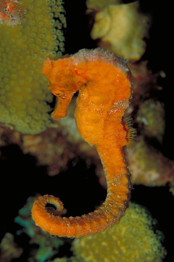 Longsnout Seahorse #3 Photograph by Charles Angelo
