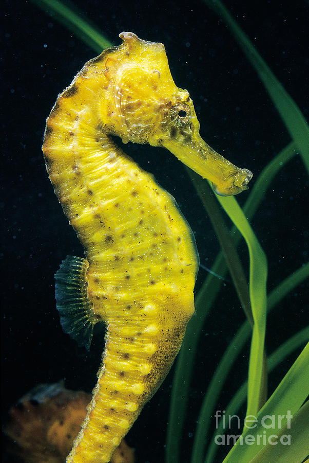 Fish Photograph - Longsnout Seahorse #3 by Gregory G. Dimijian