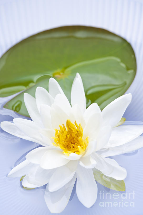Lotus Flower 5 Photograph