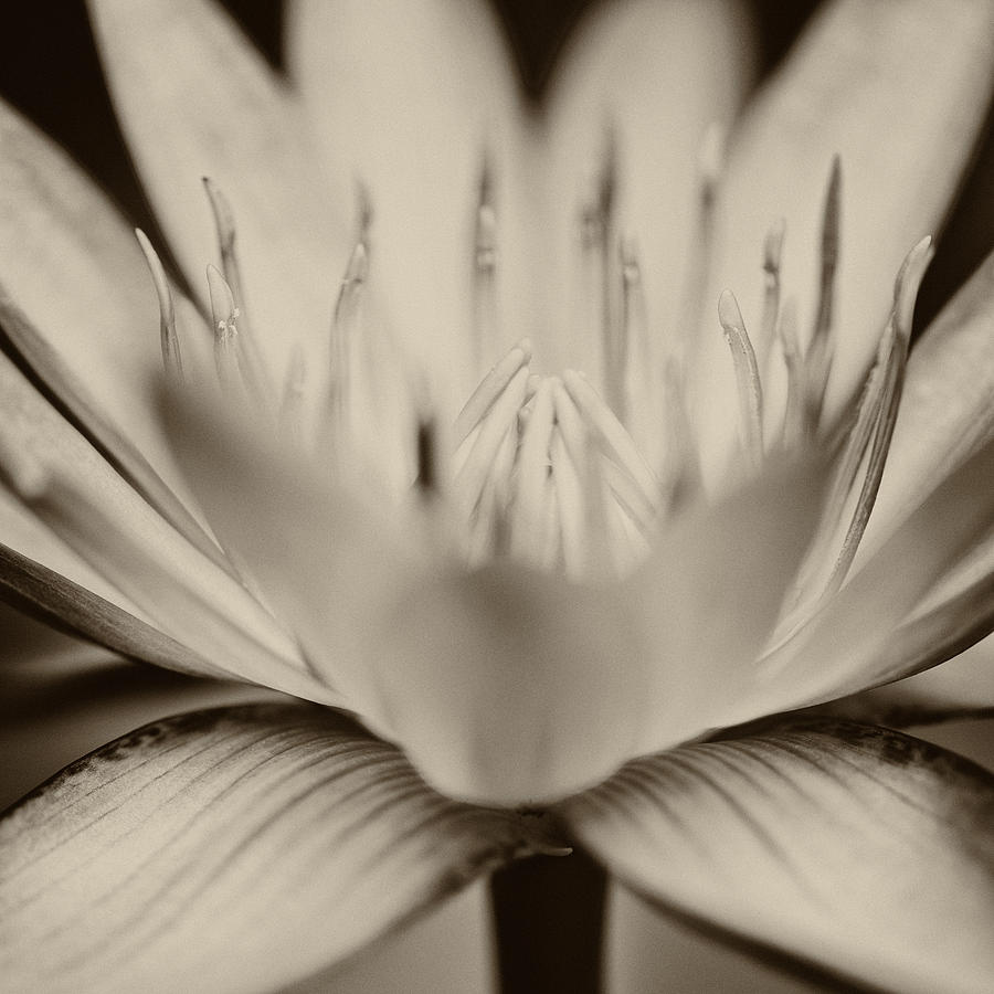 Lotus flower #3 Photograph by U Schade