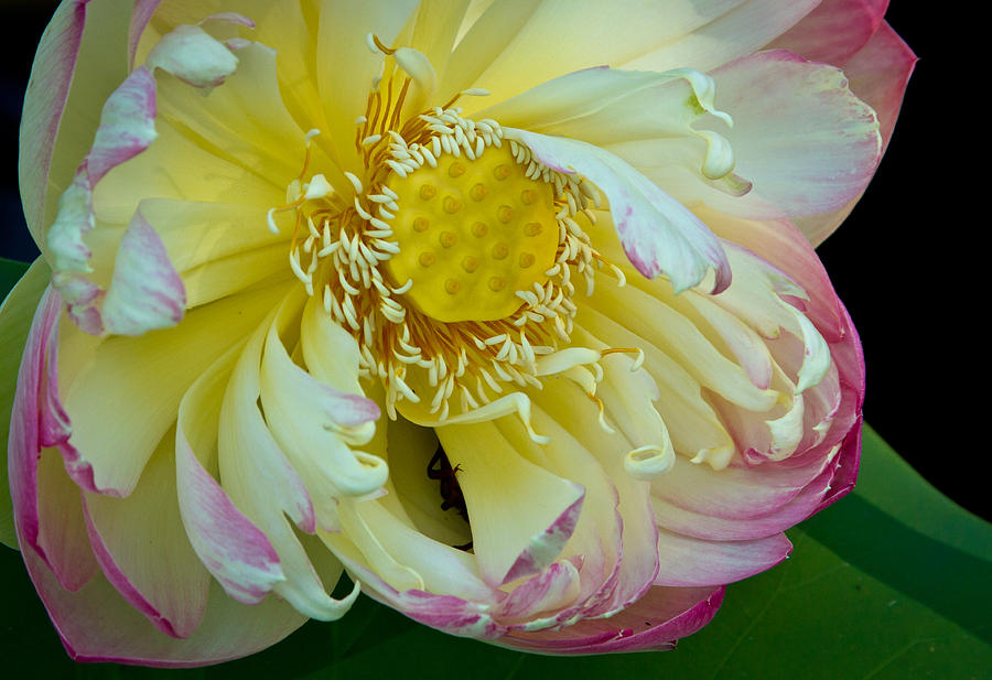 Lotus #3 Photograph by Jean Noren