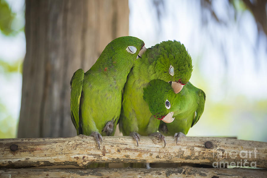 3 Love Birds -206 Photograph by Andria Patino | Fine Art America