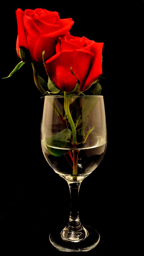 Rose Photograph - Love. #3 by Dustin Bridges