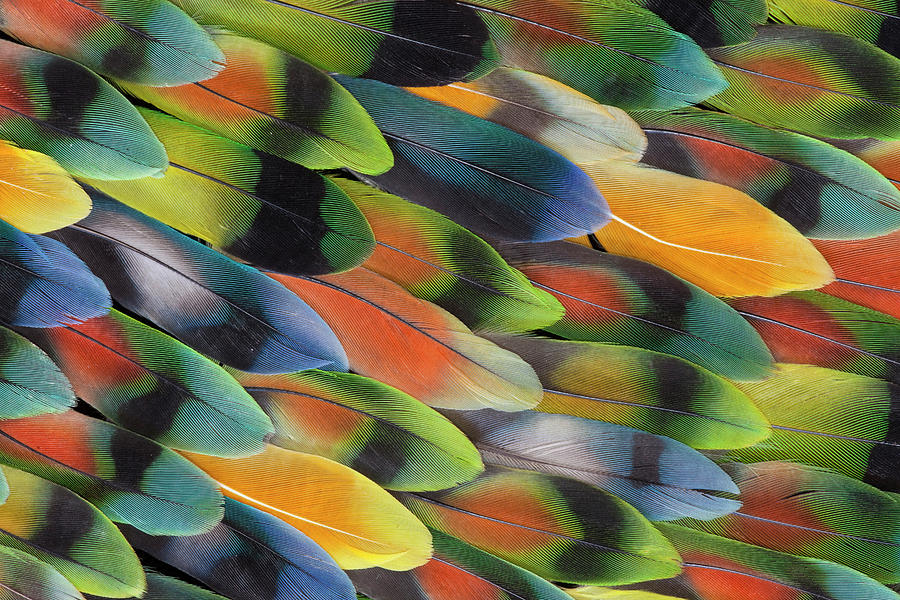 Lovebird Photograph - Lovebird Tail Feather Pattern And Design #3 by Darrell Gulin