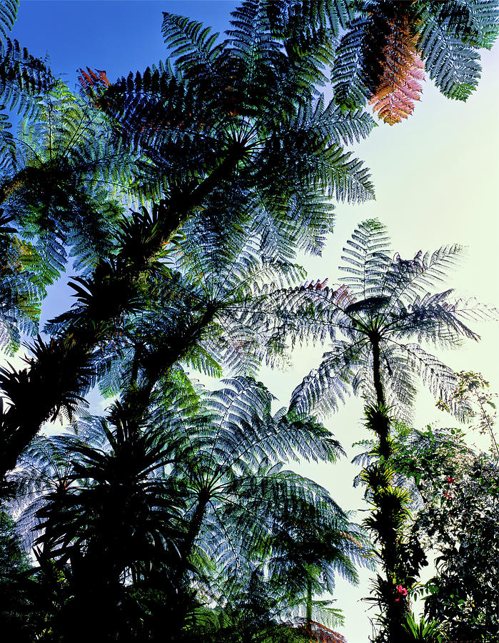 Low Angle View Of West Indian Treefern #3 Photograph by Panoramic Images