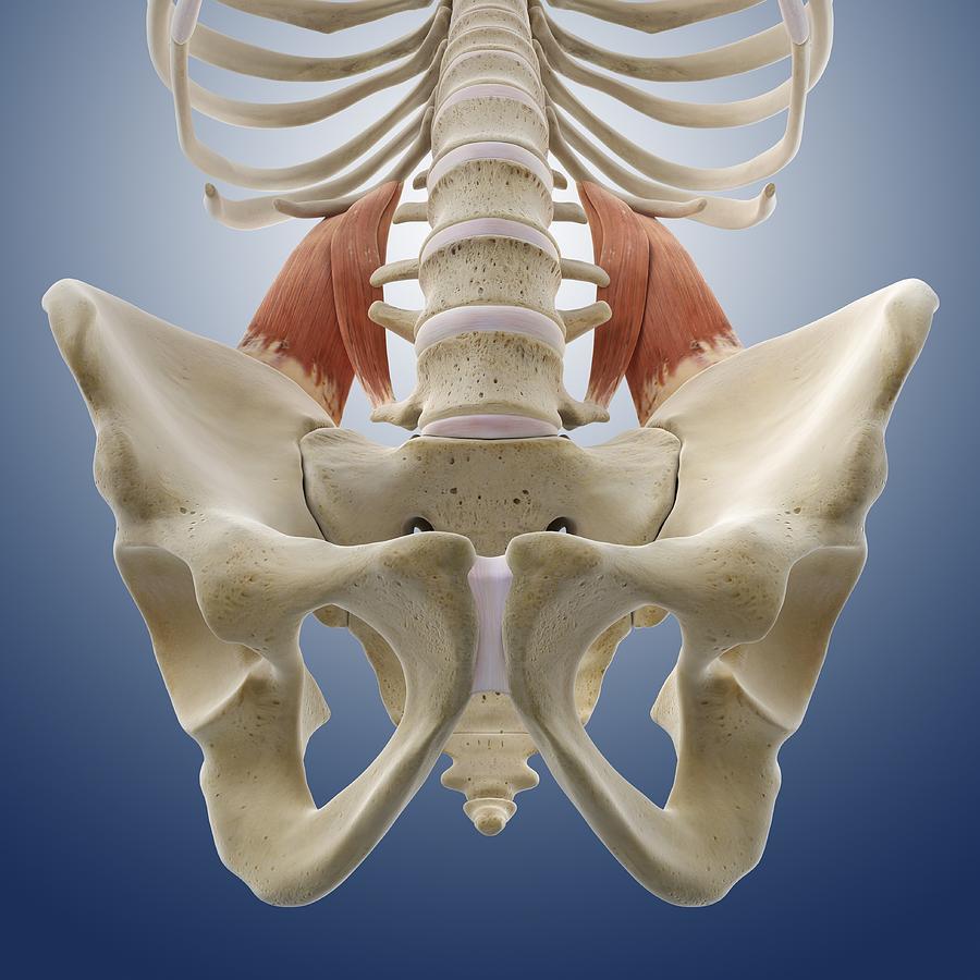 Lower back muscles, artwork Photograph by Science Photo Library - Fine ...