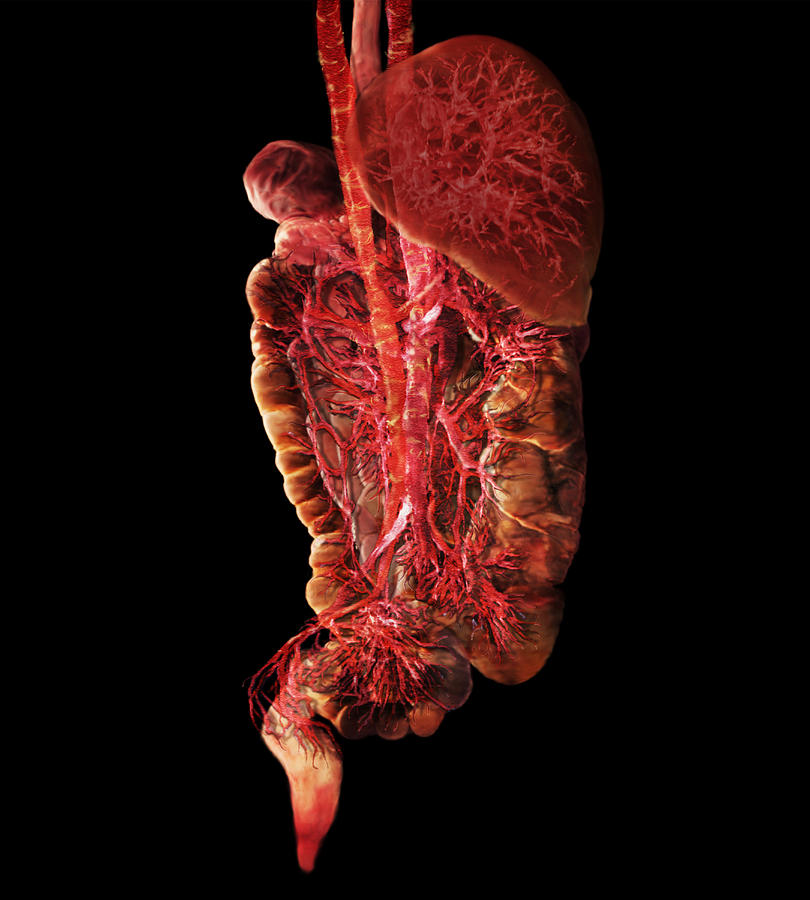Lower Digestive Tract #3 Photograph by Anatomical Travelogue