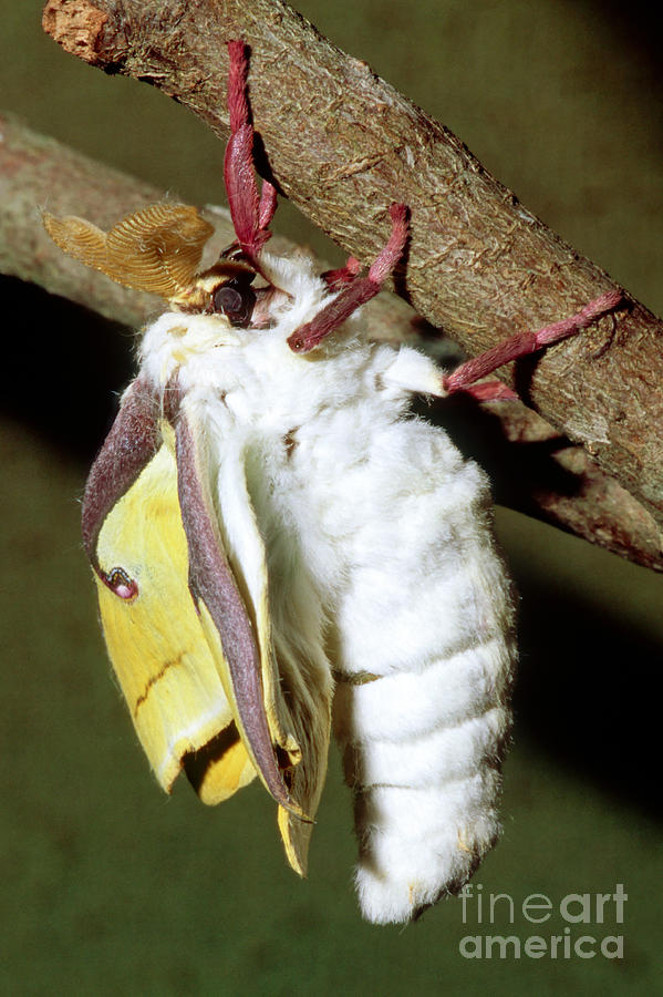 Luna Moth #3 Photograph by Millard H. Sharp