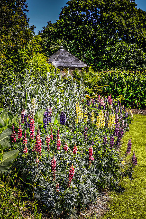 Lupins #3 Photograph by Chris Smith