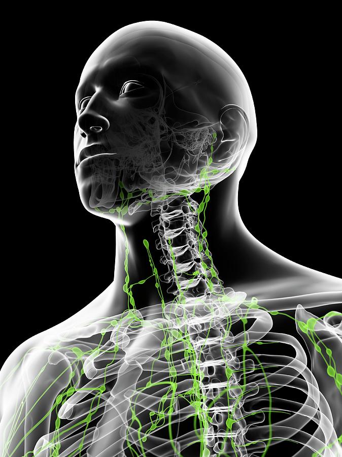 Lymph Nodes In Neck Photograph by Sciepro - Fine Art America