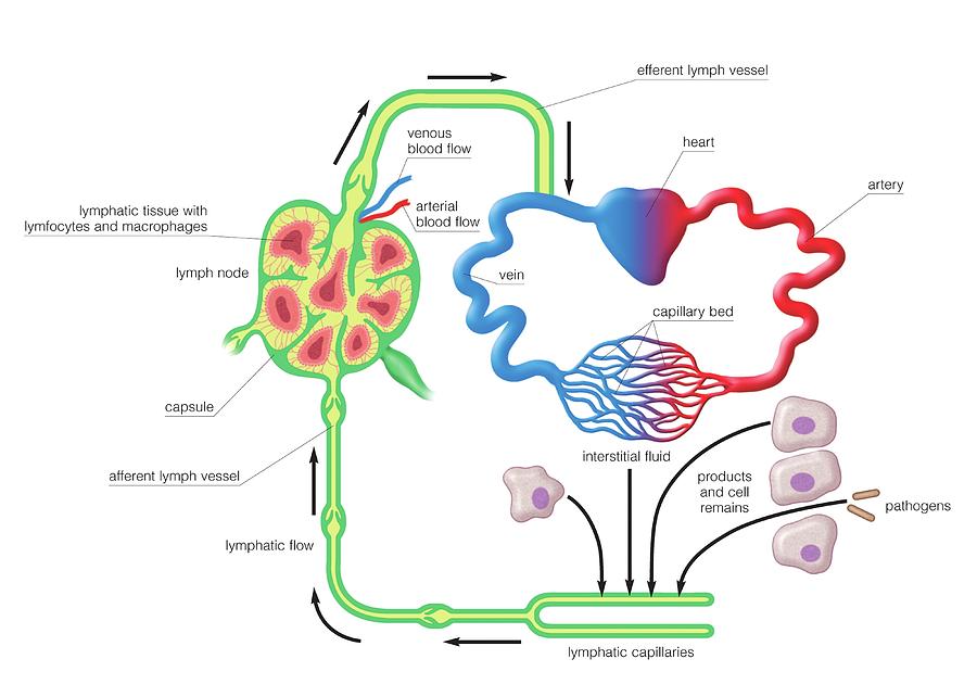 Lymphatic Circulation #3 by Asklepios Medical Atlas