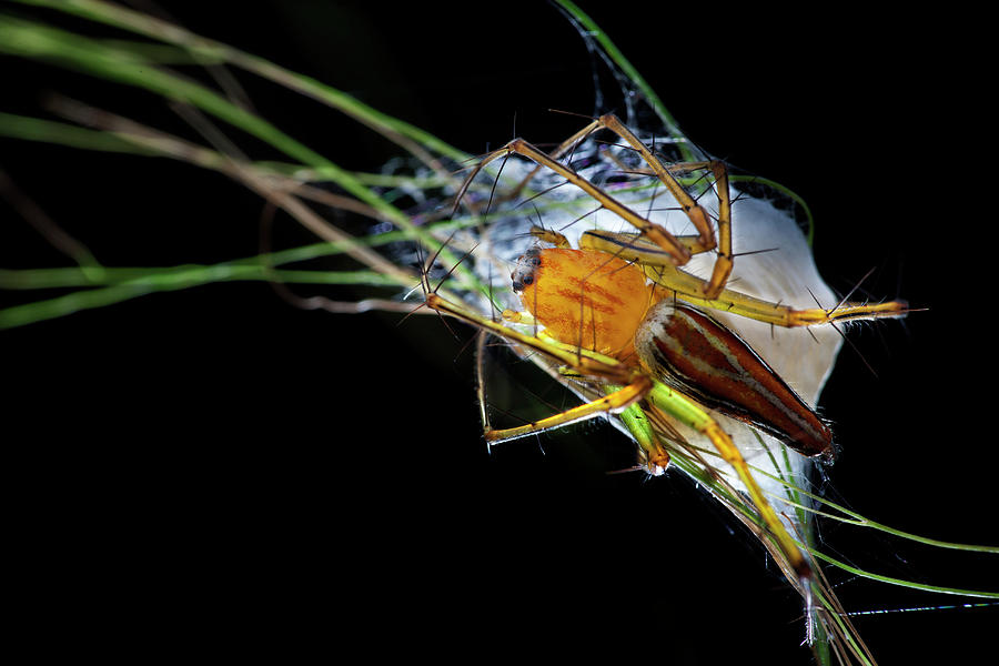 Black Background Photograph - Lynx Spider With Egg Sac by Melvyn Yeo/science Photo Library Black Background Photograph - Lynx Spider With Egg Sac by Melvyn Yeo/science Photo Library