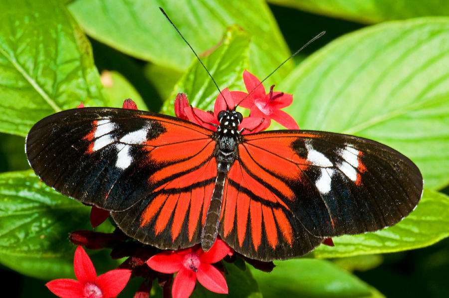 Maderia Butterfly Photograph by Millard H. Sharp - Fine Art America