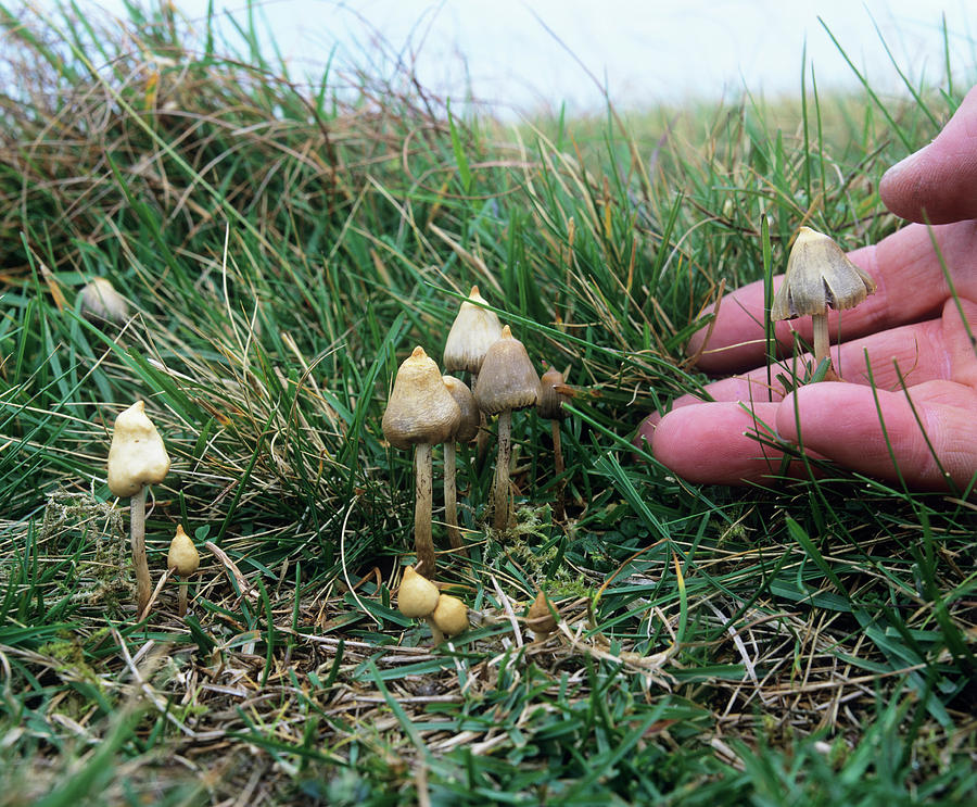 Magic Mushrooms #3 Photograph by Martin Bond/science Photo Library