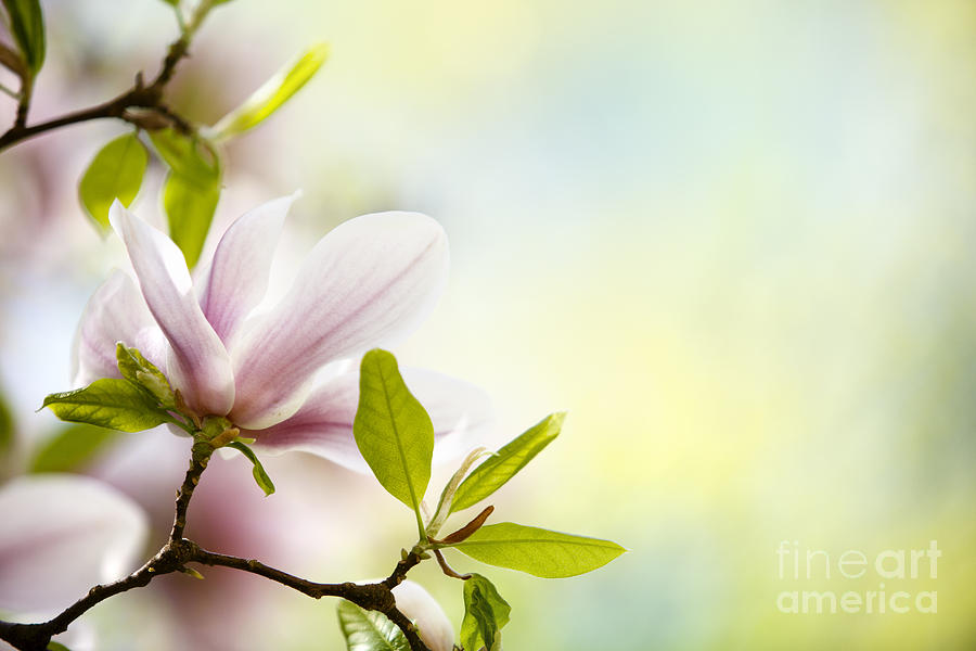 Magnolia Movie Photograph - Magnolia Flowers #3 by Nailia Schwarz