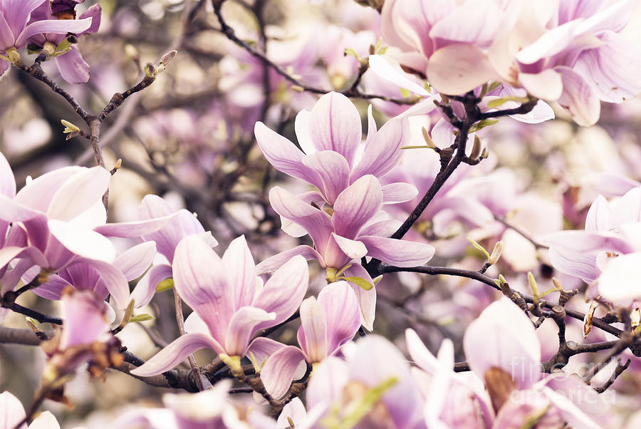 Magnolia Tree In Spring Photograph