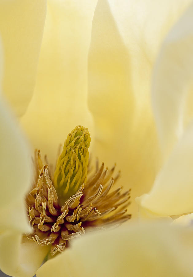 Magnolia #3 Photograph by Steven Ralser