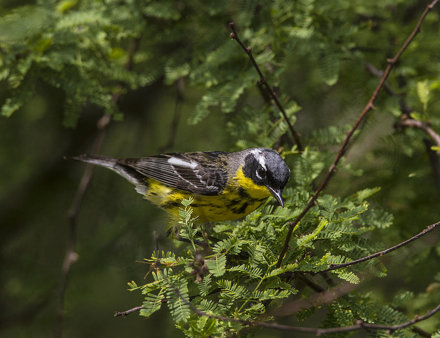 Warbler Photograph - Magnolia Warbler #3 by Doug Lloyd