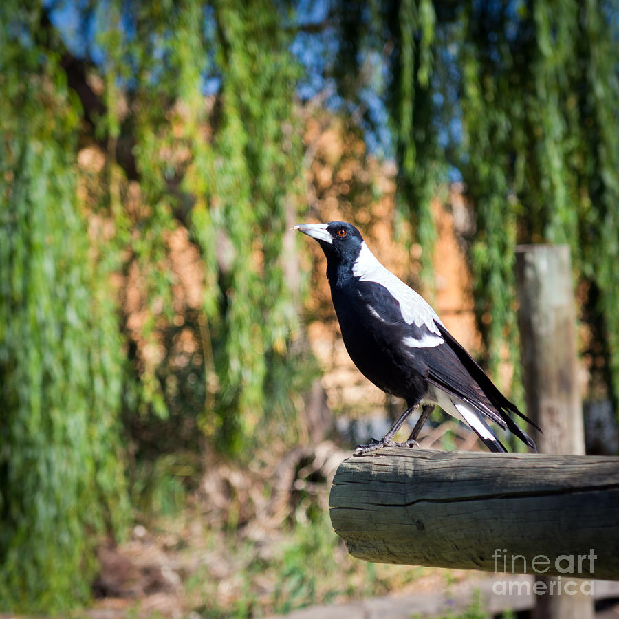 Magpies Photograph - Magpie #3 by THP Creative