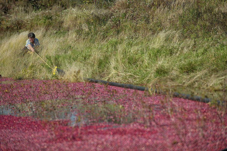 Nature Photograph - Maine Wet Cranberry Harvesting #3 by Brian Fitzgerald