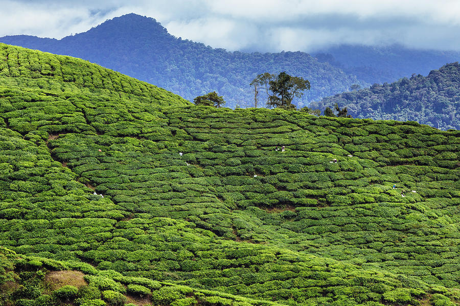 Malaysia, Cameron Highlands, Tea Field Photograph by Konstantin ...