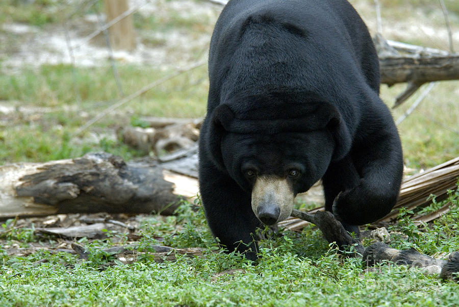 Malaysian Sun Bear #3 Photograph By Mark Newman - Fine Art America