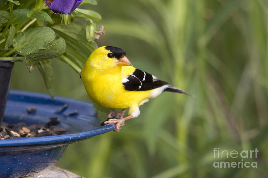 Male American Goldfinch #3 Photograph by Linda Freshwaters Arndt