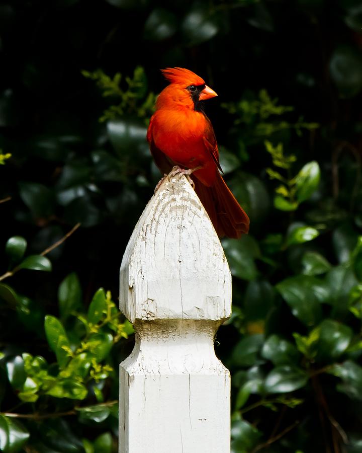 Male Cardinal #3 Photograph by Robert L Jackson