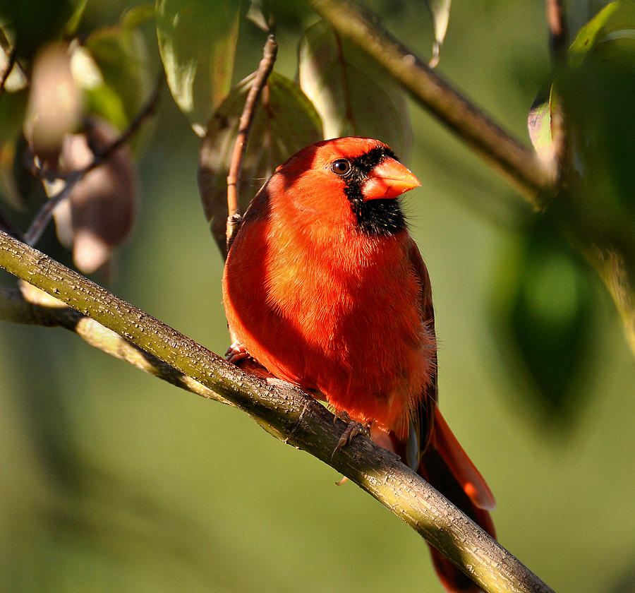 Cardinal Photograph - Male Cardinal #2 by Todd Hostetter
