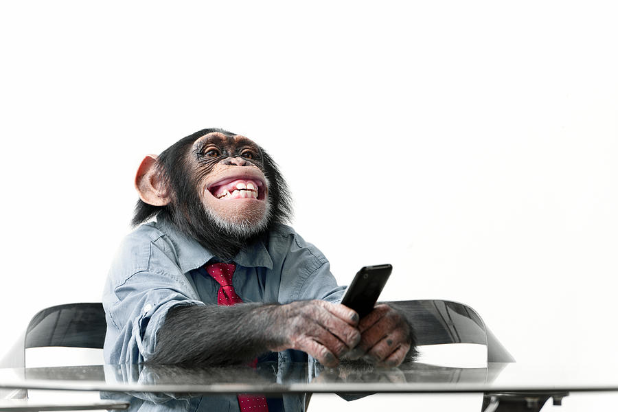 Male chimpanzee in business clothes #3 Photograph by Lisegagne