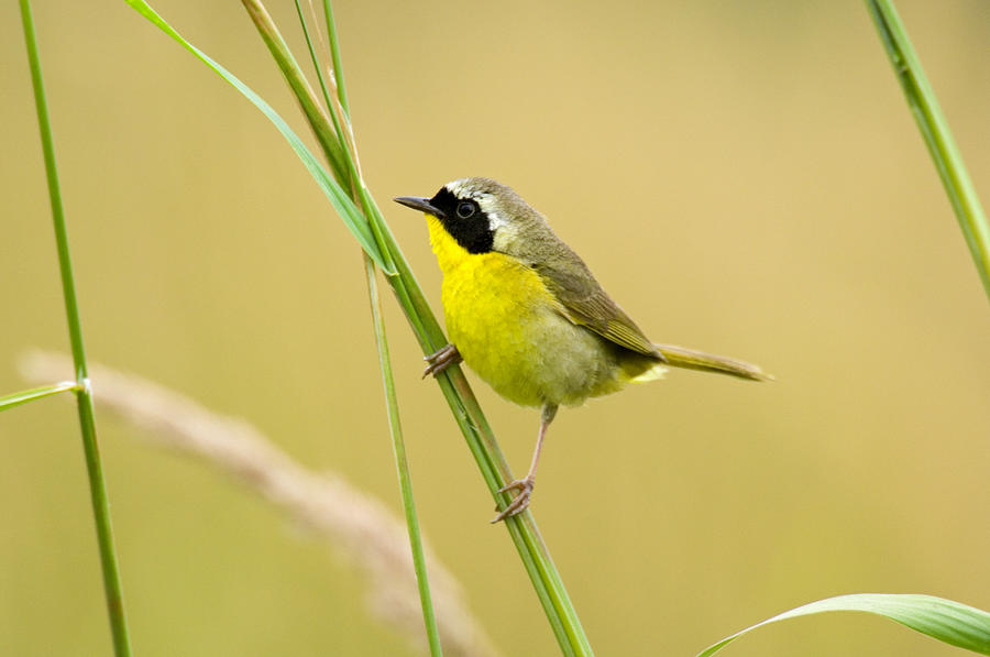 Male Common Yellowthroat #3 Photograph by Thomas And Pat Leeson