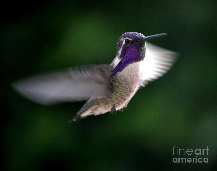 Male Costas Hummingbird #3 Photograph by Jay Milo