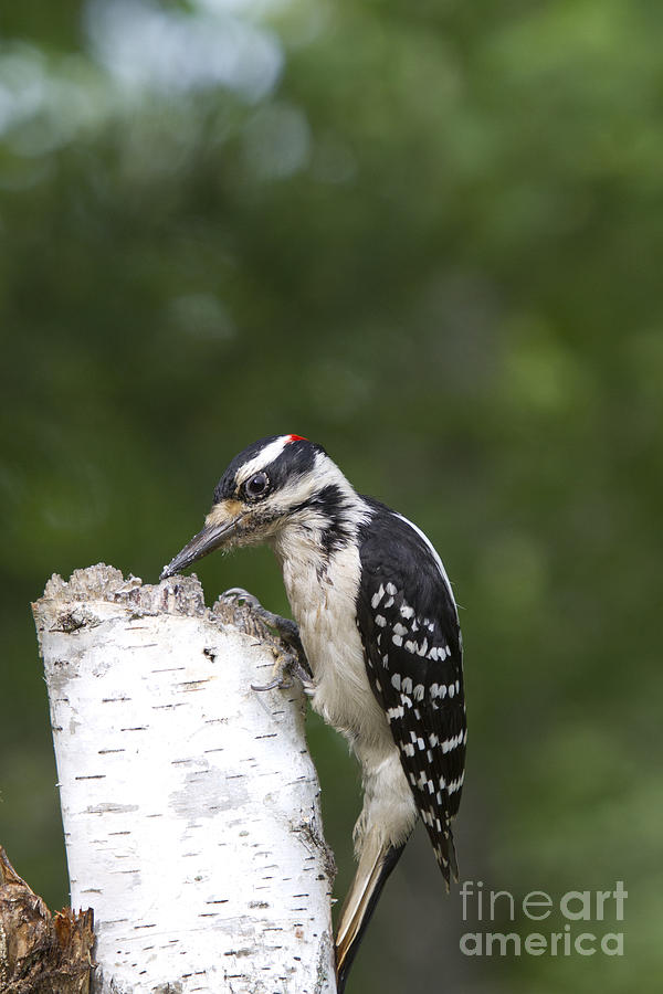 Male Hairy Woodpecker #3 Photograph by Linda Freshwaters Arndt