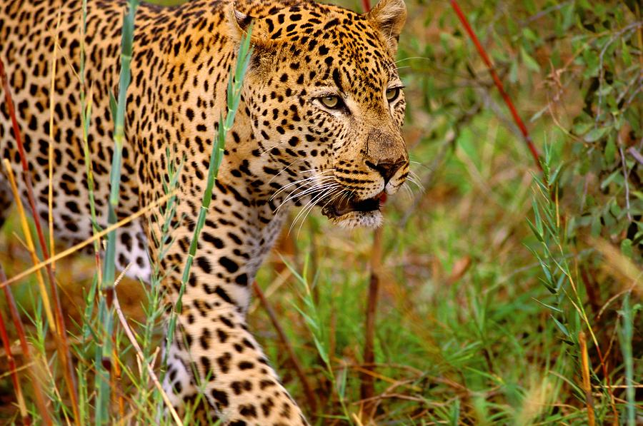 Male Leopard #3 Photograph by John Pitcher