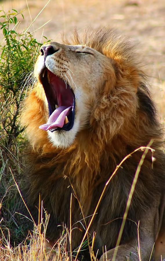 Male Lion #3 Photograph by Amanda Stadther