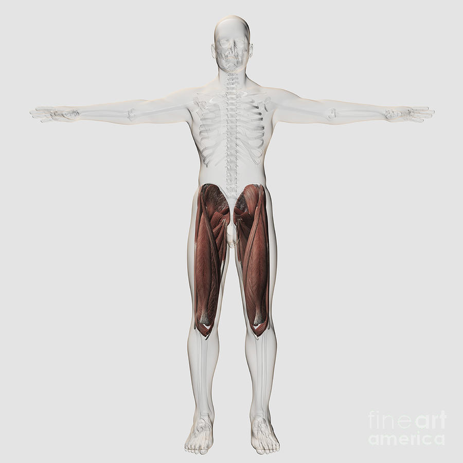 White Background Digital Art - Male Muscle Anatomy Of The Human Legs #3 by Stocktrek Images