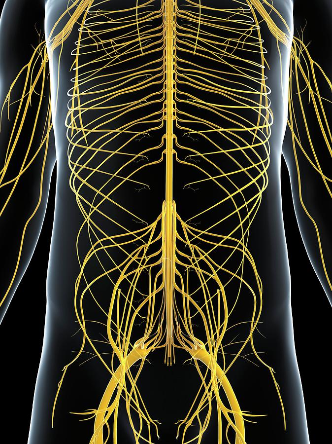 Male Nervous System Photograph By Scieproscience Photo Library Pixels 7125