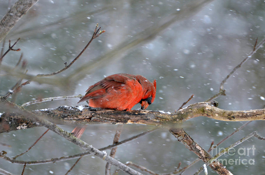 Male Northern  Cardinal #3 Photograph by Lila Fisher-Wenzel