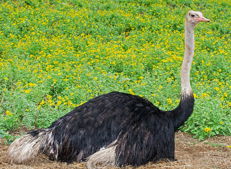 Male Ostrich #3 Photograph by Millard H. Sharp