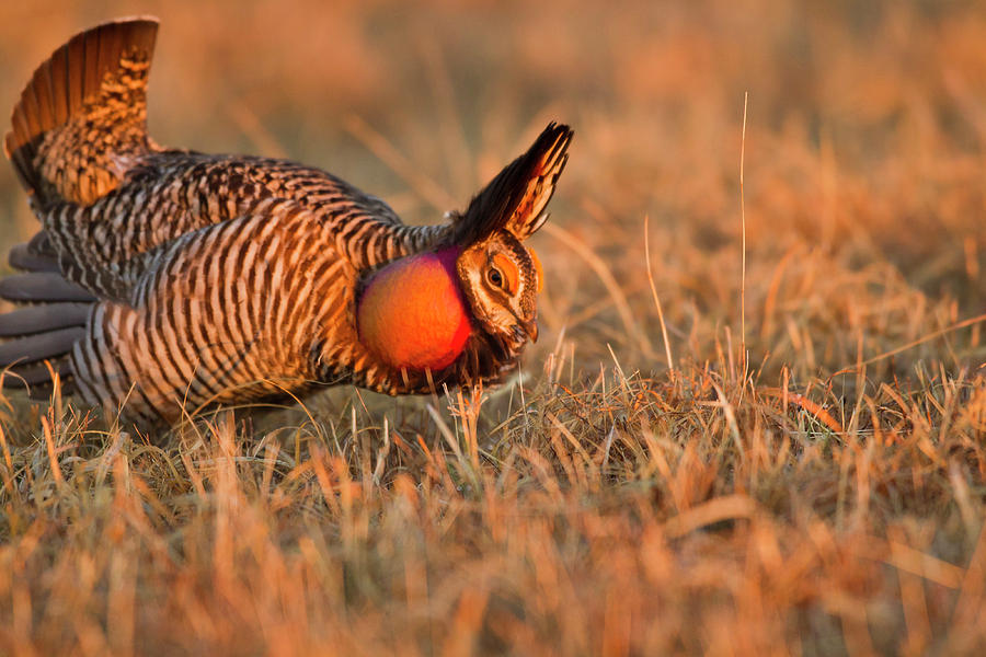 Wildlife Photograph - Male Prairie Chickens At Lek In Loup #3 by Chuck Haney