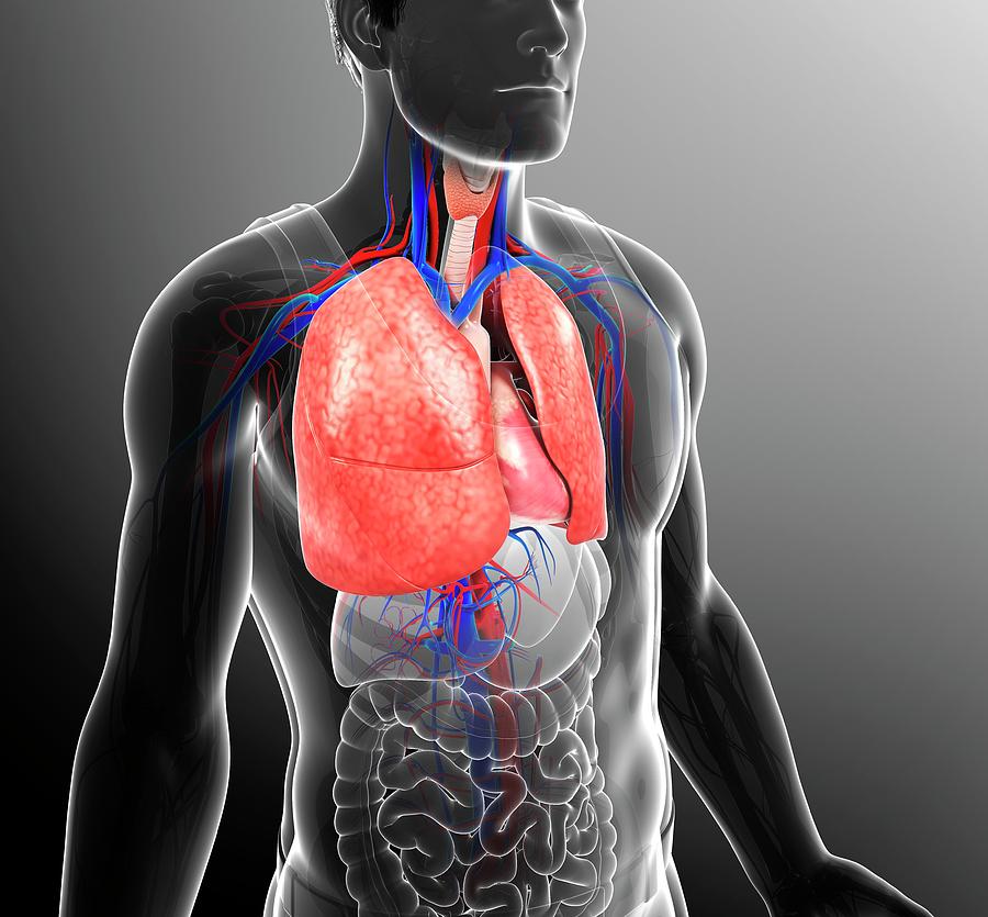 Male Respiratory System Photograph By Pixologicstudioscience Photo