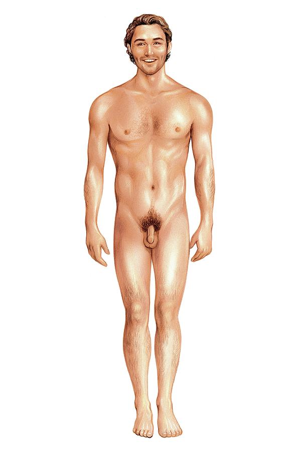 Male Superficial Anatomy Photograph by Asklepios Medical Atlas.