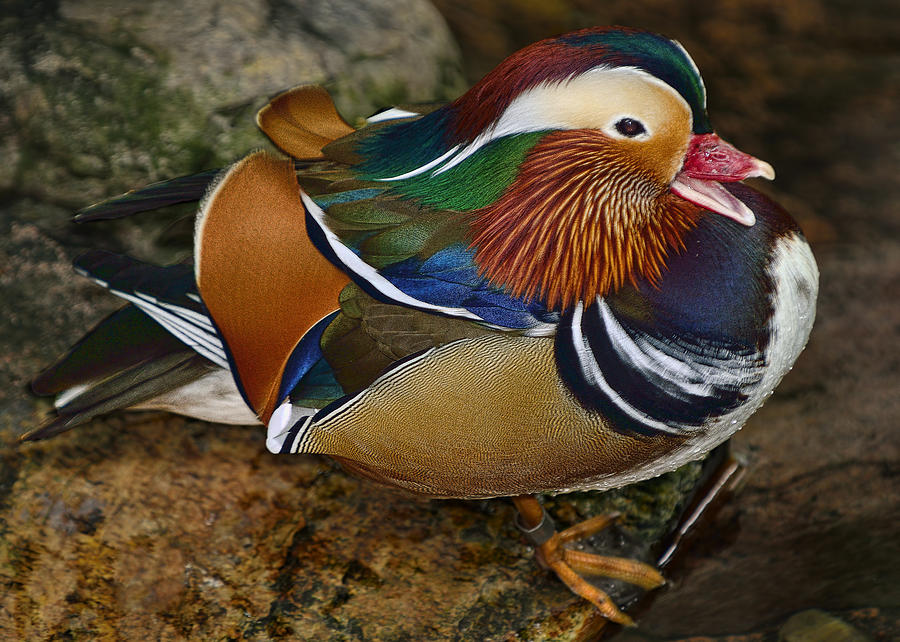 Mandarin Duck #3 Photograph by Bill Dodsworth