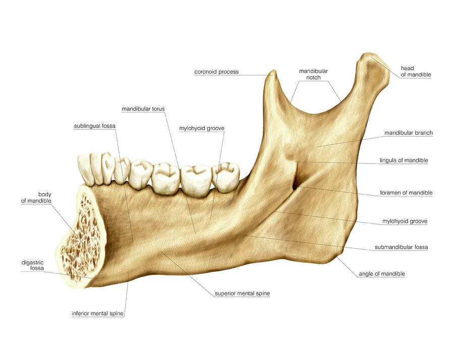 mandible bone head